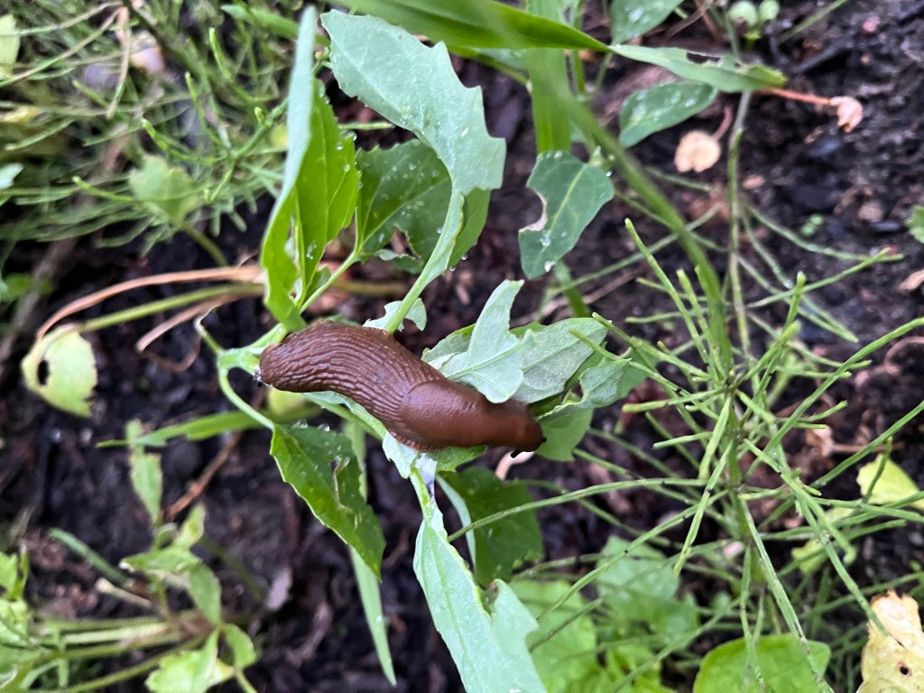 Gutes Schneckenmanagement – Tipps &&nbsp;Tricks